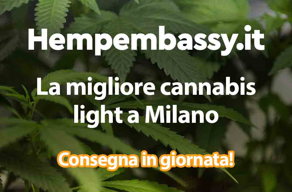 Cannabis Light a Milano: Consegna in giornata su Hempembassy.it