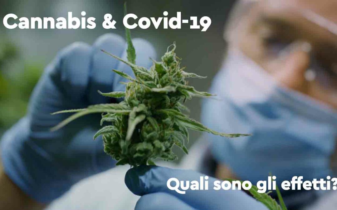 Cannabis e Covid-19: gli effetti di THC e CBD sul Coronavirus