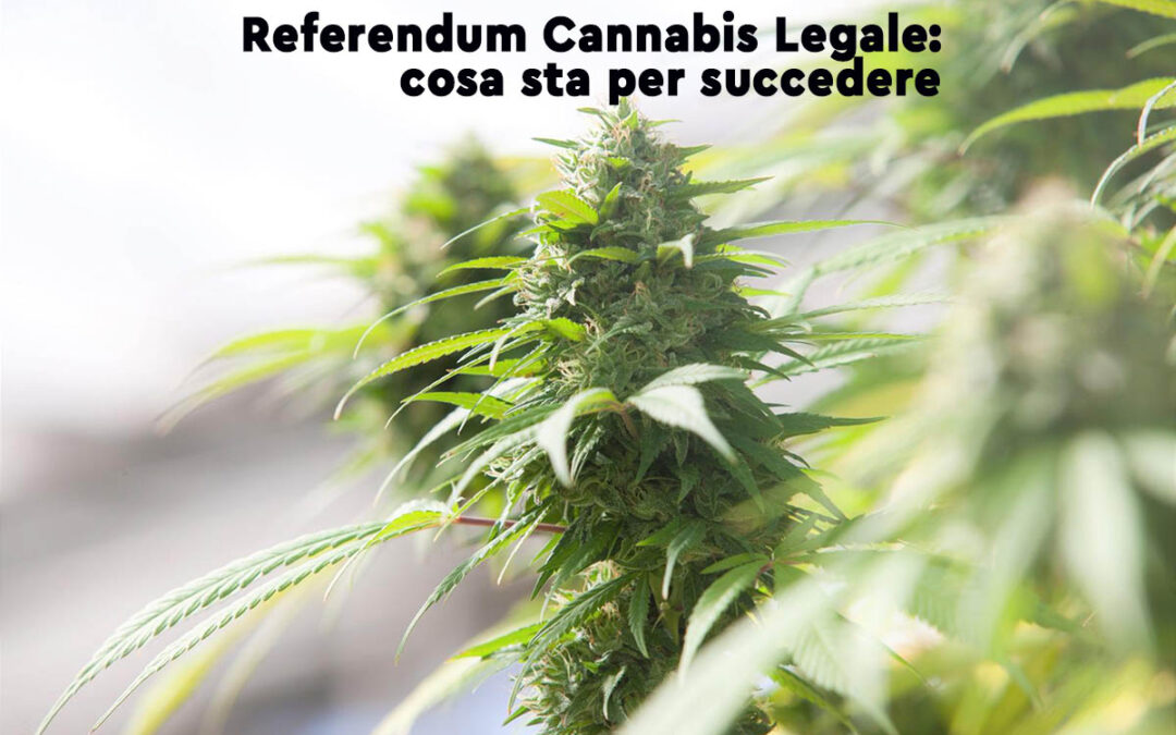 Referendum Cannabis legale: ottenute 500 mila firme! cosa succederà?